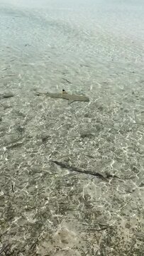 Requins de lagon &agrave; Rangiroa en Polyn&eacute;sie fran&ccedil;aise