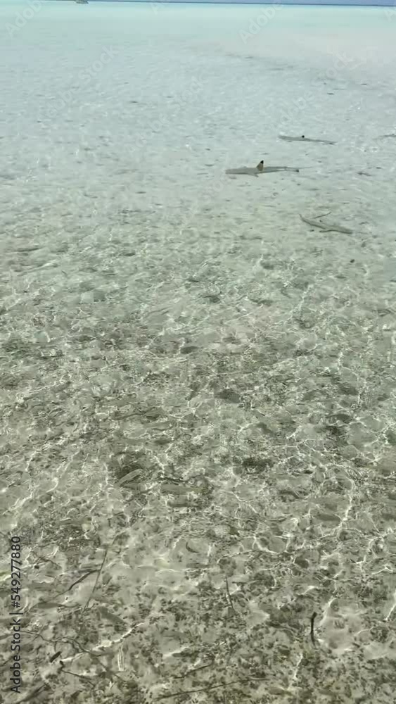 Sticker Requins de lagon à Rangiroa en Polynésie française