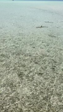 Requins de lagon &agrave; Rangiroa en Polyn&eacute;sie fran&ccedil;aise