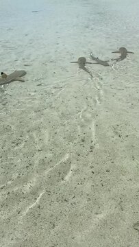 Requins de lagon &agrave; Rangiroa en Polyn&eacute;sie fran&ccedil;aise