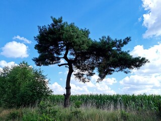 solitärbaum