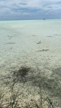 Requins de lagon &agrave; Rangiroa en Polyn&eacute;sie fran&ccedil;aise