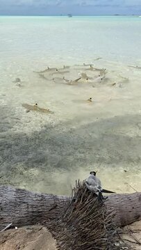 Requins de lagon &agrave; Rangiroa en Polyn&eacute;sie fran&ccedil;aise