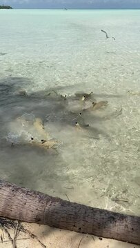 Requins de lagon &agrave; Rangiroa en Polyn&eacute;sie fran&ccedil;aise