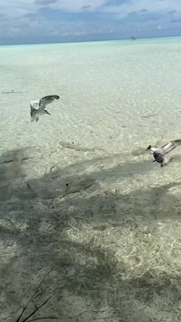 Nourrir les requins &agrave; Rangiroa en Polyn&eacute;sie fran&ccedil;aise