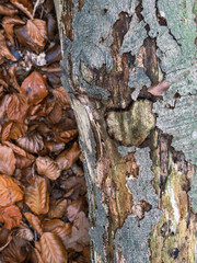 Birkenstamm, Laub Wald