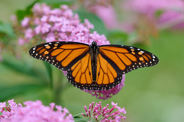 Monarch Butterfly on butterfly bush flowers