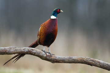 Common pheasant Phasianus colchius Ring-necked pheasant in natural habitat, grassland in early winter