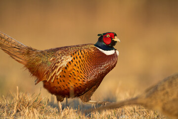 Fototapeta premium Common pheasant Phasianus colchius Ring-necked pheasant in natural habitat, grassland in early winter