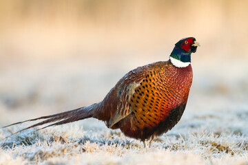 Fototapeta premium Common pheasant Phasianus colchius Ring-necked pheasant in natural habitat, grassland in early winter