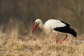 Bird White Stork Ciconia ciconia hunting time summer in Poland Europe