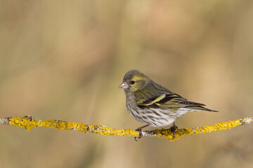 Bird Siskin Carduelis spinus male, small yellow bird, winter time in Poland Europe