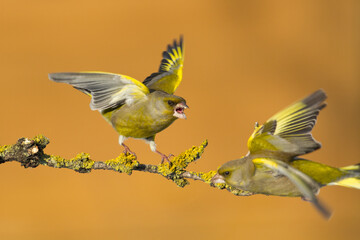 European greenfinch Chloris chloris or common greenfinch songbird winter time blurred background