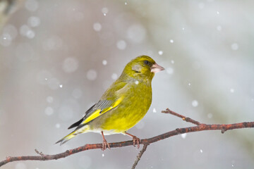 European greenfinch Chloris chloris or common greenfinch songbird winter time blurred background