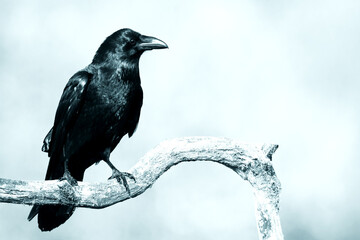beautiful raven Corvus corax sitting on the branch North Poland Europe, old vintage filters - halloween	