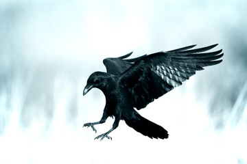 beautiful raven Corvus corax sitting on the branch North Poland Europe, old vintage filters -...