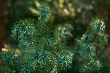 pine branch close-up