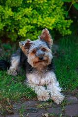 dog breed Yorkshire Terrier