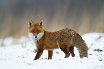Fototapeta premium Fox Vulpes vulpes in autumn scenery, Poland Europe, animal walking among autumn meadow