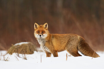 Naklejka na ściany i meble Fox Vulpes vulpes in autumn scenery, Poland Europe, animal walking among autumn meadow