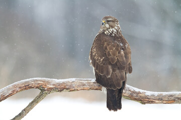 landing Common buzzard Buteo buteo in the fields in winter snow, buzzards in natural habitat, hawk bird on the ground, predatory bird close up winter bird