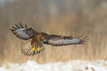 landing Common buzzard Buteo buteo in the fields in winter snow, buzzards in natural habitat, hawk bird on the ground, predatory bird close up winter bird