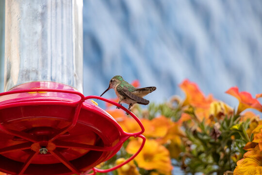 hummingbird eating