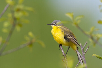 Small bird Yellow Wagtail sitting on tree male Motacilla flava