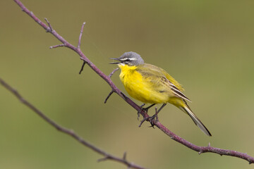 Small bird Yellow Wagtail sitting on tree male Motacilla flava