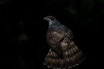 Northern goshawk (accipiter gentilis) searching for food in the forest of Noord Brabant in the Netherlands