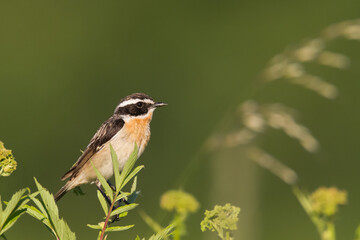 Bird Whinchat Saxicola rubetra - bird sitting on the weed, male, amazing background with warm light summer time Poland, Europe