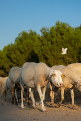 Obraz na płótnie Canvas A flock of sheep moving