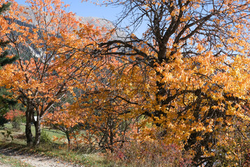 Autumn colors in the mountains near Briancon, Hautes-Alpes, France