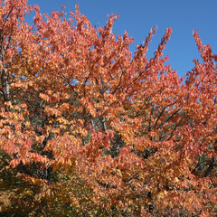 Autumn colors in the mountains near Briancon, Hautes-Alpes, France