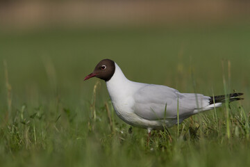 Bird black-headed gull Chroicocephalus ridibundus spring time Poland, Europe