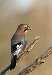Bird Eurasian Jay Garrulus glandarius sitting on the branch Poland, Europe