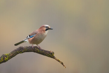 Bird Eurasian Jay Garrulus glandarius sitting on the branch Poland, Europe