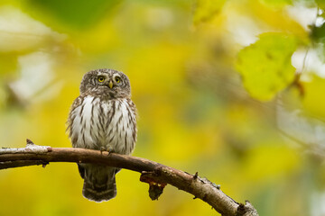 Pygmy owl Glaucidium passerinum little owl natural dark forest north parts of Poland Europe	