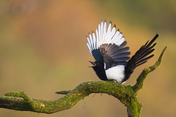 The Eurasian Magpie or Common Magpie or Pica pica on the branch with colorful background, winter...