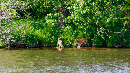 fawns playing in the river