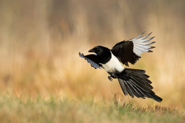 The Eurasian Magpie or Common Magpie or Pica pica on the branch with colorful background, winter time	