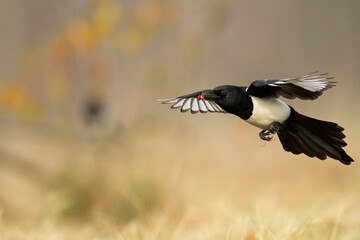 The Eurasian Magpie or Common Magpie or Pica pica on the branch with colorful background, winter time	