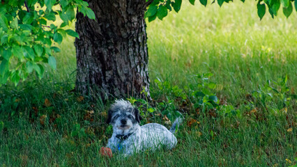 Fototapeta premium dog in the grass