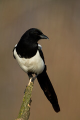 The Eurasian Magpie or Common Magpie or Pica pica on the branch with colorful background, winter time	
