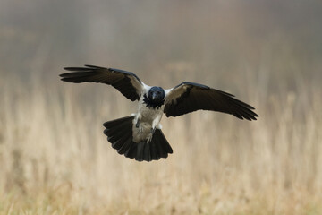 Bird - Hooded crow Corvus cornix in amazing warm background Poland Europe