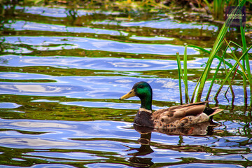 duck on the lake