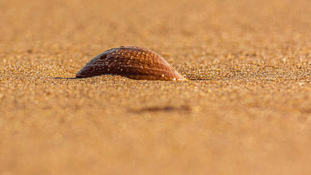 seashell on the beach in yellow sand
