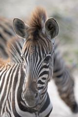 Fototapeta na wymiar young cute baby zebra wildlife animal portrait