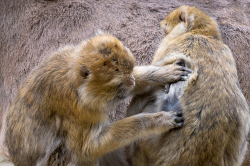 Closeup two monkeys grooming concept social behavior