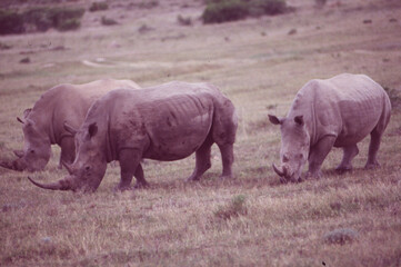 South Africa: Three Rhinos grazing at Shamwari Game Reserve in the Western Cape Prtovince